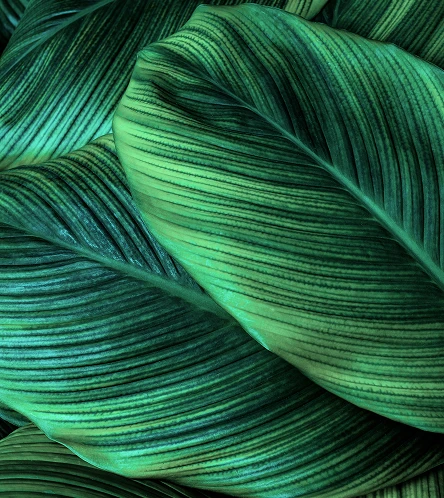 A close-up, high-detail shot of large, vibrant green tropical leaves with visible ribbing.