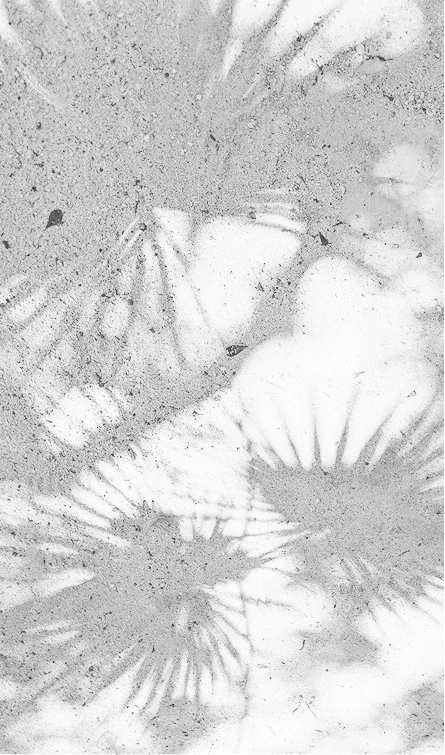 An artistic, high-contrast black and white image showing the shadows of palm fronds cast onto a textured, sandy surface.